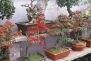 火棘在室内的养殖方法（打造室内绿色生活，从火棘开始）