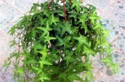 常春藤属于哪种植物类型？——探寻常春藤的生长环境与特点