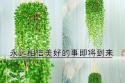 北方多肉佛珠养护全攻略（打造健康多肉佛珠的关键诀窍）