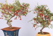 火棘的养殖与养护（从种植到管理，打造最佳火棘生长环境）