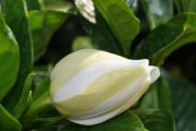 栀子花蕾为何老发黄（解析黄叶问题及应对之策）