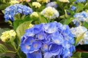 四季养护绣球的水分管理（春夏秋冬，每季适宜浇水的技巧）