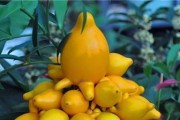 黄晶果几年结果实的栽培技巧（掌握“三年定根、五年见果”的黄晶果种植要点）