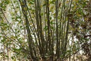 海棠嫁接树种全解密（从嫁接树种选择到技巧指南，让你轻松打造美丽海棠花园）