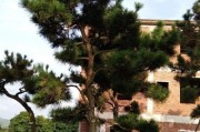 探秘神奇的黑松植物（了解黑松的种类、生态和药用价值）