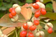 番茄是单性花还是双性花？（解析番茄的生殖方式）
