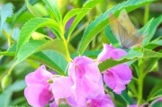 凤仙花的生长习性与养护（阳光是凤仙花的精神食粮）