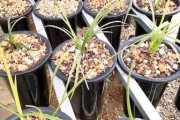 饼肥水能否适用于兰花生长？（探究饼肥水在兰花栽培中的可行性）