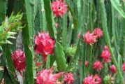 火龙果花的营养与功效（探究火龙果花的食用价值及健康作用）