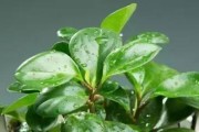 亚硝酸铁——理想的植物营养剂（选择最适合的花种，让植物茁壮成长）