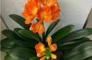 君子兰开花有毒？如何安全室内养护？（了解君子兰毒性，科学养护它的美丽）