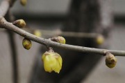 腊梅开花先于长叶，神奇自然现象揭秘（揭开腊梅生长的神秘面纱，探讨其花叶异步现象）
