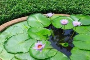 家里养睡莲的好处（提升家居风水，增加生活品质）
