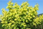 复叶槭修剪指南（时间、方法、关键注意事项）