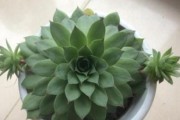 观音莲老桩养殖与养护指南（打造绿色生态环境，关注鱼塘养殖质量）