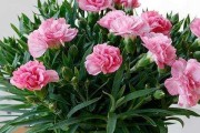 石竹的养殖方法和养护要点（轻松打造花坛之王，掌握这些技巧就够了）