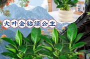 以大叶金钻的分株方法掌握，让你家充满绿意（绿植繁殖技巧，大叶金钻分株的步骤详解）