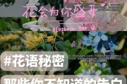 表白之花语——玫瑰