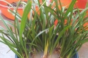 浅盆还是深盆？兰花适合哪种盆？（探究兰花栽培的最佳容器）