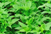 探秘甘薯之源（了解甘薯的历史、栽培和品种）