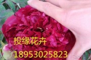 牡丹花种子的最佳种植时间是什么时候？（解析牡丹花种子生长的最佳时间及方法）