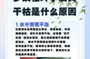 罗汉松过度施肥的危害与解决方法（罗汉松施肥注意事项及常见问题解答）