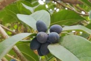 如何种植桂花籽？（掌握技巧，助你轻松种植桂花。）