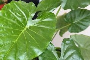 如何正确分株滴水观音（从选苗到分株详解）
