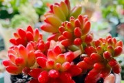 千头菊——夏季养护的好帮手（如何科学养护千头菊以度过炎热的夏季）