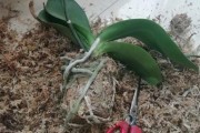 蝴蝶兰的种植与管理（多久换盆合适？盆栽要注意哪些事项？）