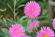 揭秘百合花的花语（从信任到感恩，解读百合的心意）