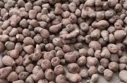 魔芋的最佳挖掘时间是什么时候？（寻找魔芋最佳收获时间，让你的产量达到最大化）