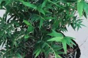 观音竹的繁殖方法和注意事项（从种子到分株，打造属于自己的观音竹园）