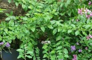 蕾丝金露花花期是什么时候？（探寻蕾丝金露花的花期和生长习性）