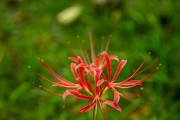 揭秘彼岸花——一盆种几颗的正确方法（如何科学种植彼岸花，让它在家里开出绚烂的花海）