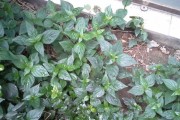 探秘绿豆的生长与营养（一年生的双子叶植物中的绿豆）