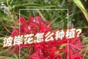 夏季如何养护彼岸花（打造夏日花园的绚丽之选）