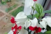 龙吐珠之谜（探究龙吐珠的独特生长特性与成因）