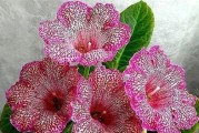 大岩桐花的繁殖方法和注意事项（从种子到扦插，了解如何繁殖大岩桐花）