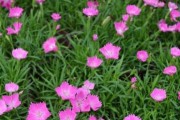 欧石竹开花的时间及特点（探究欧石竹开花的奥秘与美丽）