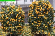主题桔子树：喜水植物还是耐旱植物？