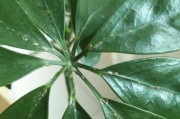 如何清洁鸭掌木叶子上的灰尘（简单有效的方法让鸭掌木叶子重现光彩）
