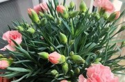 扶郎花的生命周期（从萌芽到凋零，了解扶郎花的生长过程）