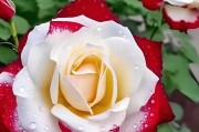 盆栽玫瑰花的冬季养护（如何让盆栽玫瑰花过一个舒适的冬天？）