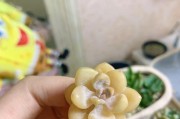 多肉的神奇之处（探究多肉浇白糖水的方法和好处）