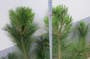 黑松，这种珍贵的植物（了解它的多重价值和生态地位）