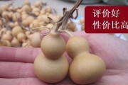 小葫芦龙头修剪技巧（打造美丽小龙头，让葫芦更加精美）