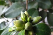 快速开花的茶花栽培技巧（学会这些技巧，茶花轻松开满花苞！）