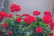 花卉与财富（探究哪些花卉象征着财富，招财进宝的最佳选择）