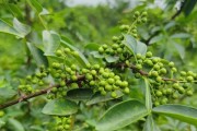 花椒籽能否种出花椒树？（探究花椒籽的种植方法及注意事项）